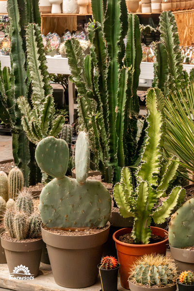 Variété impressionnante de cactus de différentes tailles et espèces, idéale pour la décoration d'intérieur.